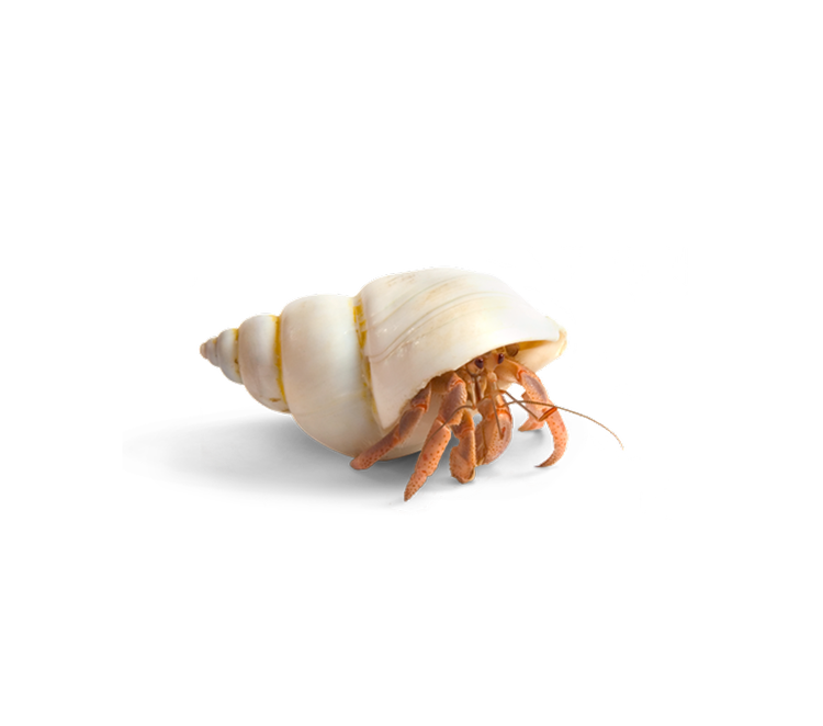 Hermit crab in a seashell