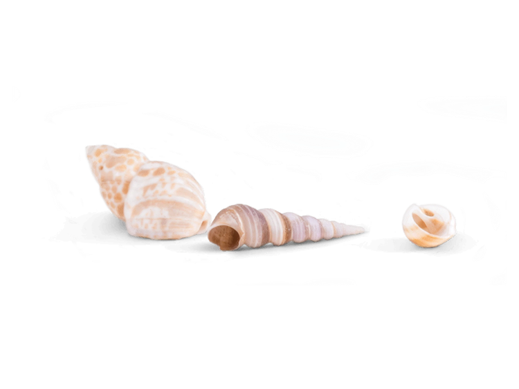 Collection of decorative seashells on a white background