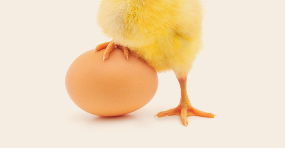 Yellow chick standing beside a brown egg